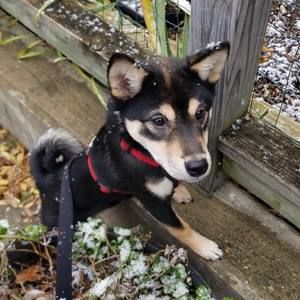 Meet your Posher, Maddie